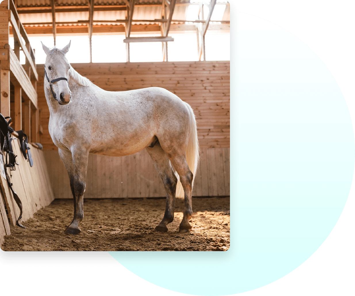 A white horse standing in the middle of an indoor pen.